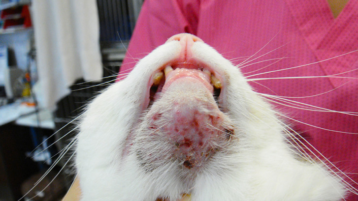 cat acne treatment
