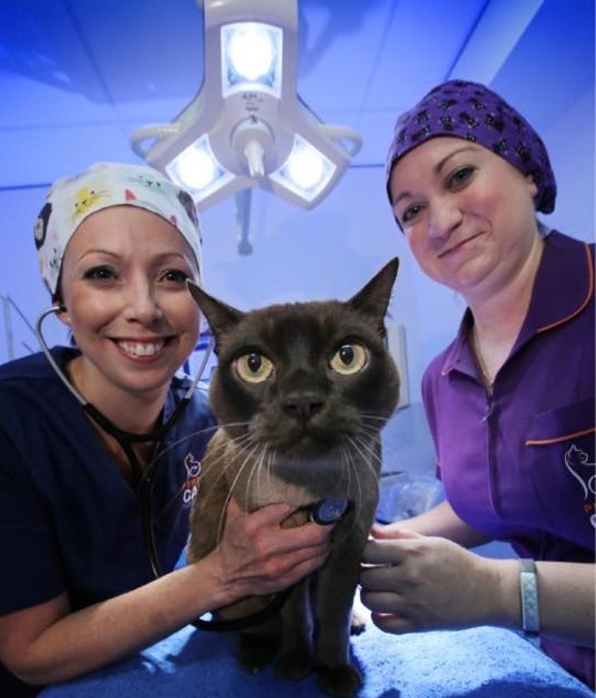 what-makes-a-cat-hospital-so-special-perth-cat-hospital