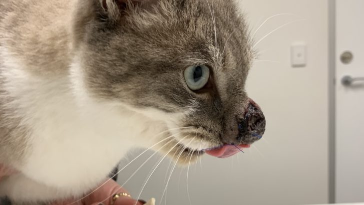 Merlins Mushroom Nose A Story On Fungal Nasal Disease Perth Cat