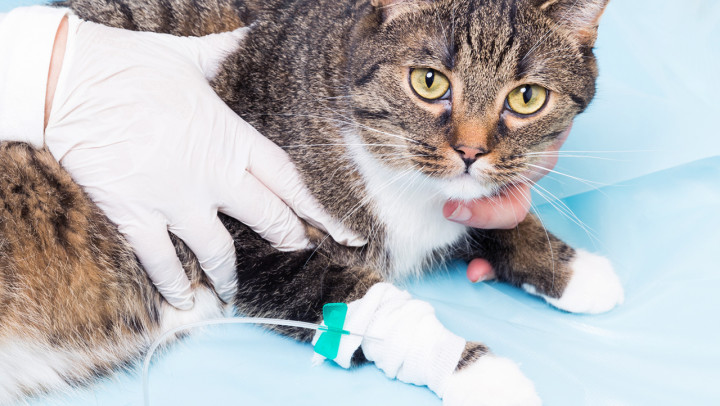 Endoscopy - Perth Cat Hospital