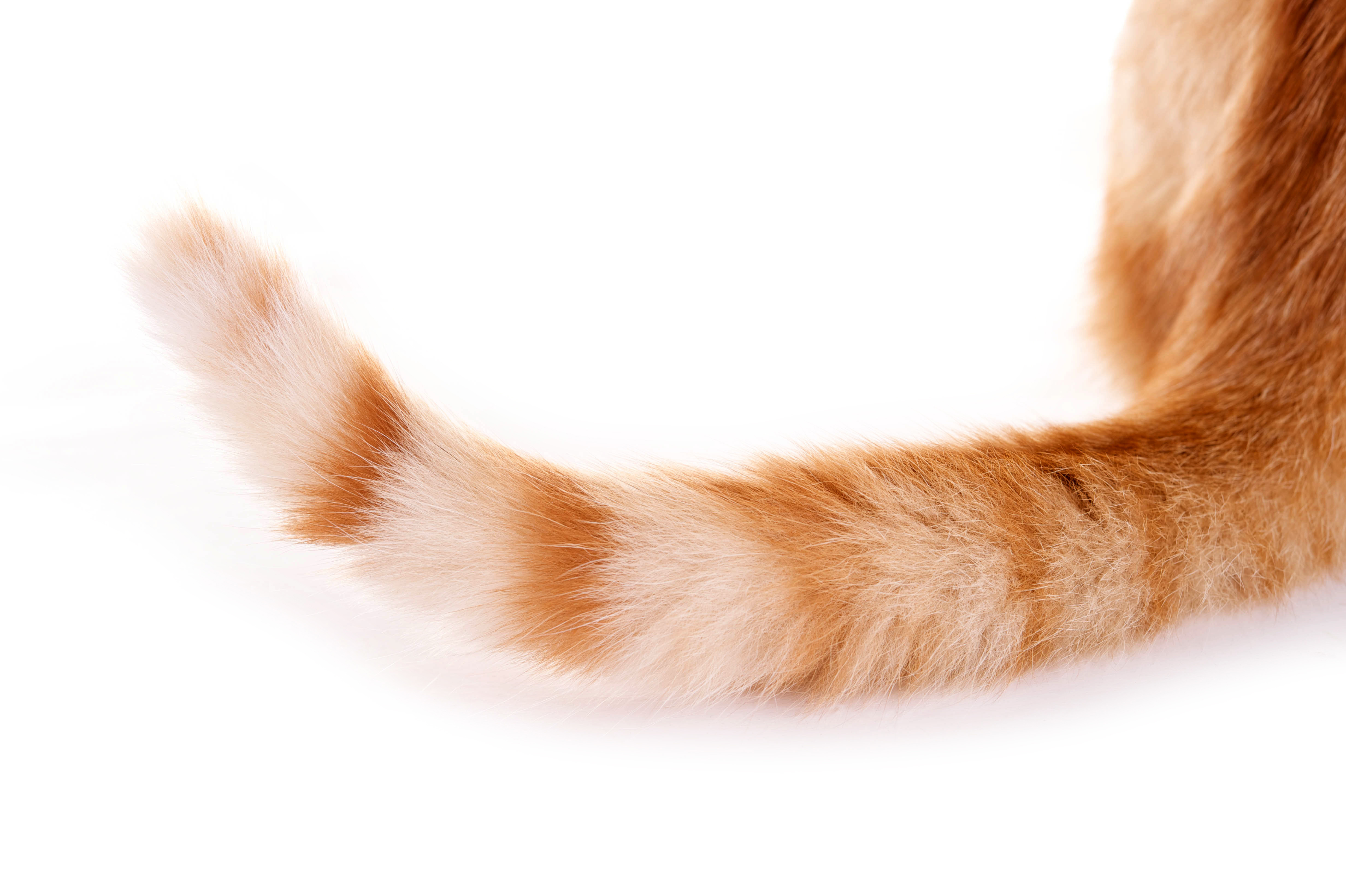 Tail Injuries In Cats Perth Cat Hospital