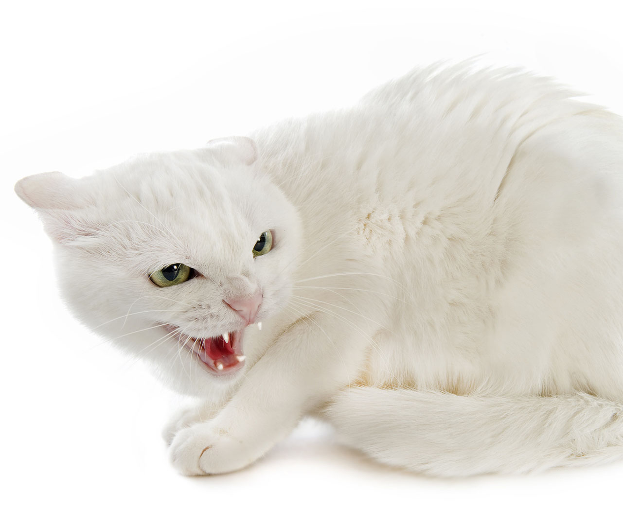 Белый кот шипит