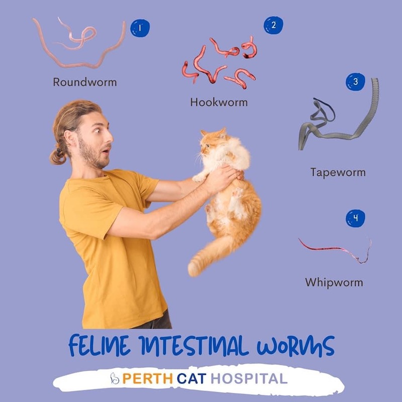 Intestinal Parasites - Perth Cat Hospital